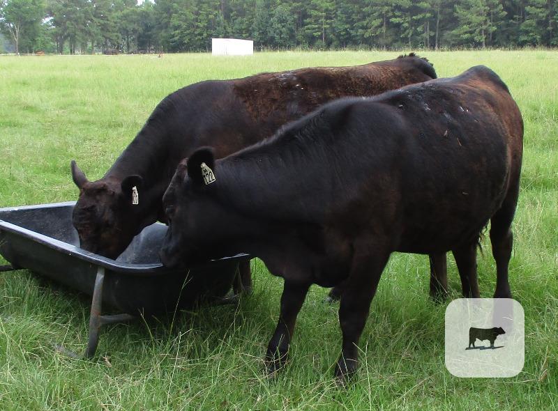 Cattle Range Listing Photo