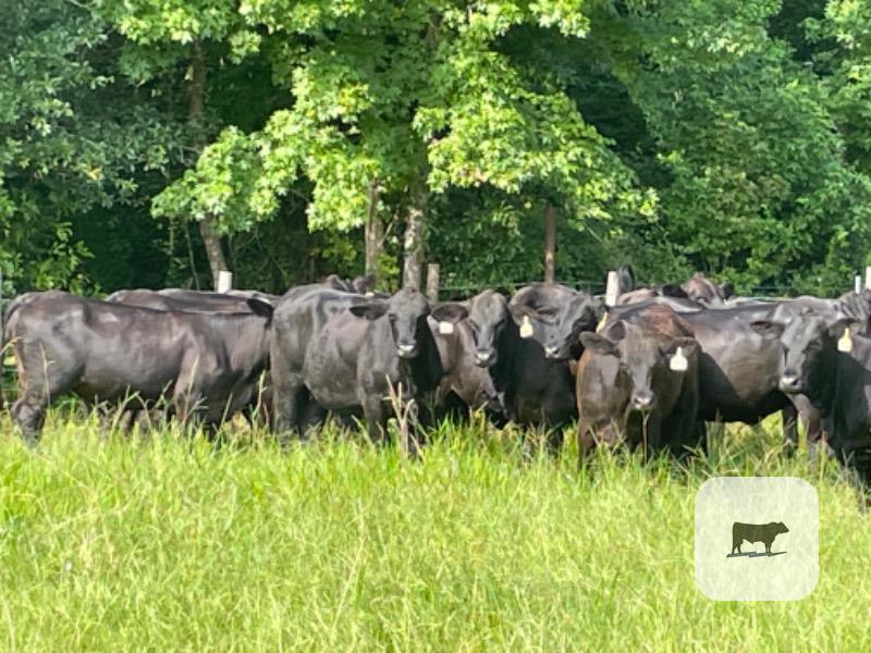 Cattle Range Listing Photo