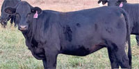 52 Brangus Bred Heifers... S. Central OK