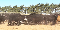 101	Angus & BWF Cows... TX Panhandle