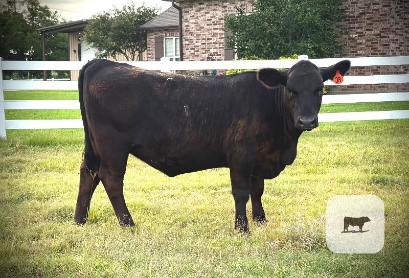 Cattle Range Listing Photo