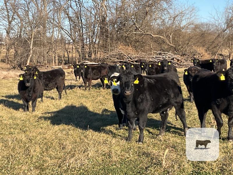 Cattle Range Listing Photo