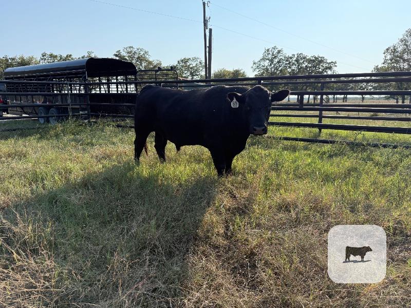 Cattle Range Listing Photo