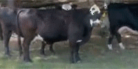 29 Angus, 'BWF' & 'RWF' Cows... Southeast AL