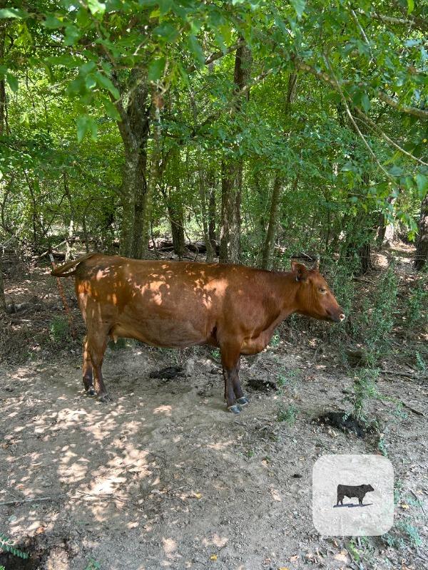 Cattle Range Listing Photo