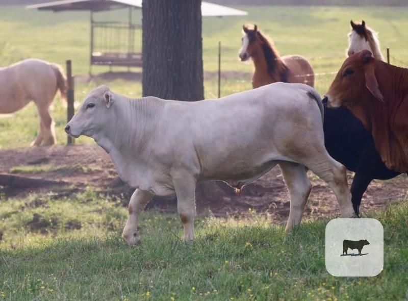 Cattle Range Listing Photo