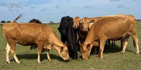 5 Reg. Akaushi & Wagyu Cows... Northern FL