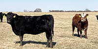 20 Angus, BWF, Red Angus & RWF Bred Heifers... Southwest MO (1)