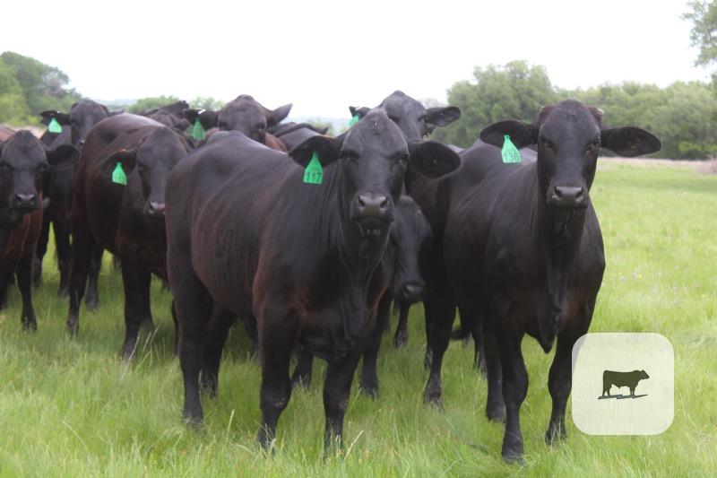 Cattle Range Listing Photo