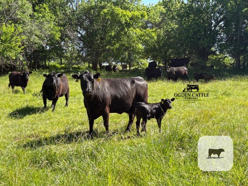 Cattle Range Listing Photo