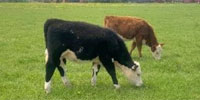 2 Reg. Hereford & Black Baldy Rep. Heifers... S. Central LA
