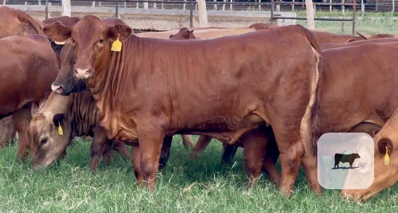 Cattle Range Listing Photo