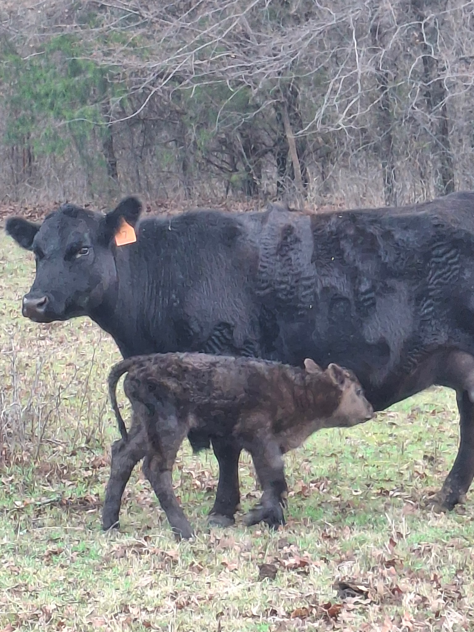 Cattle Range Listing Photo