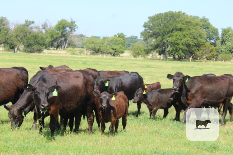 Cattle Range Listing Photo