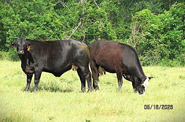Cattle Range Listing Photo