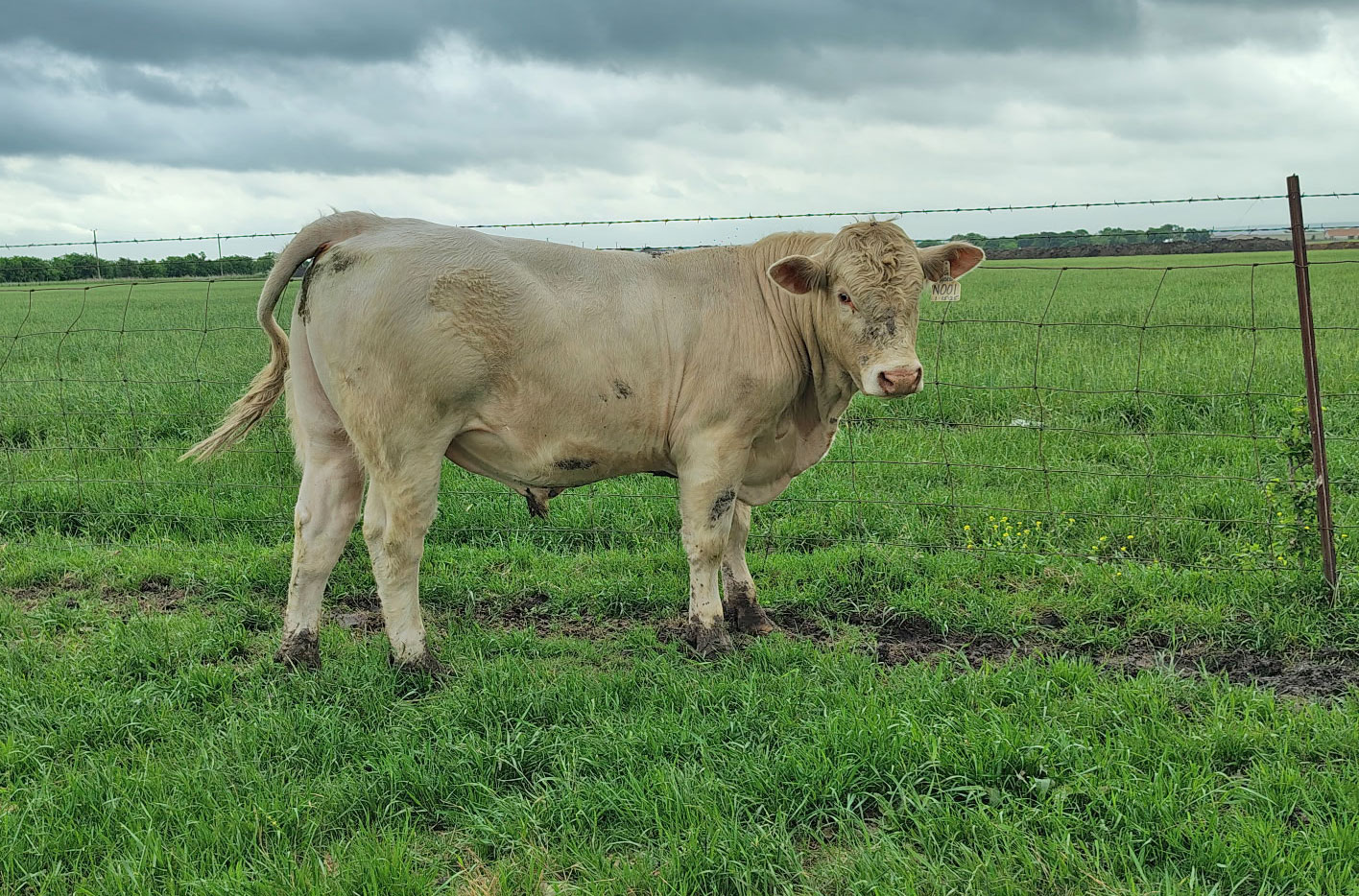 Cattle Range Listing Photo