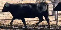 75 Angus & Angus Cross Cows... North TX
