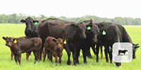 10 Brangus 1st-Calf Pairs... Central TX