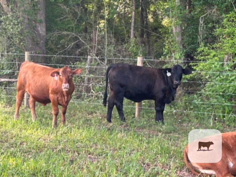 Cattle Range Listing Photo