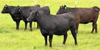 22 Angus Bred Heifers... Central OK