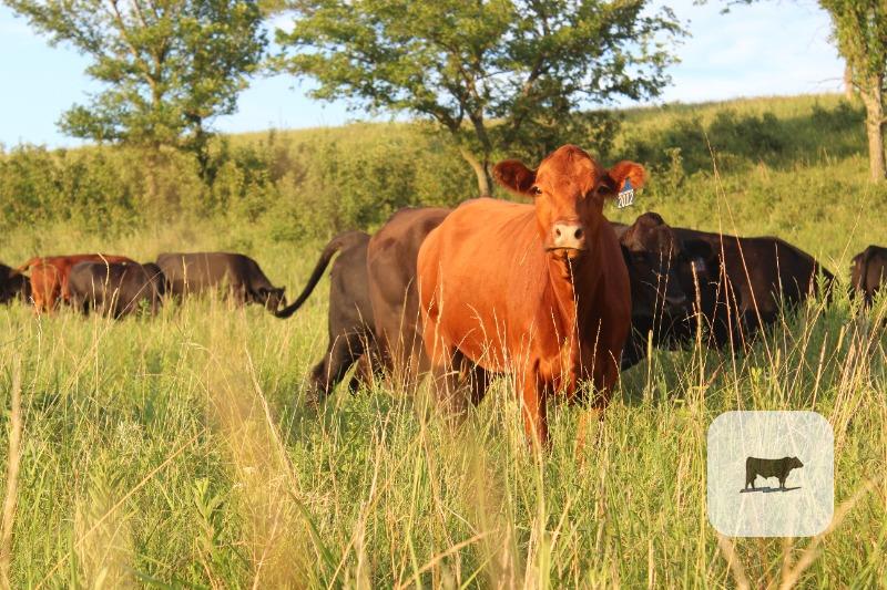 Cattle Range Listing Photo