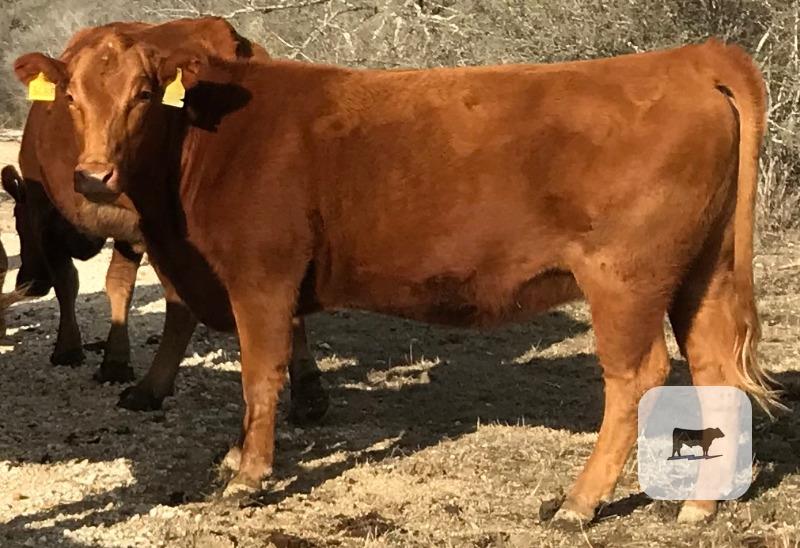 Cattle Range Listing Photo