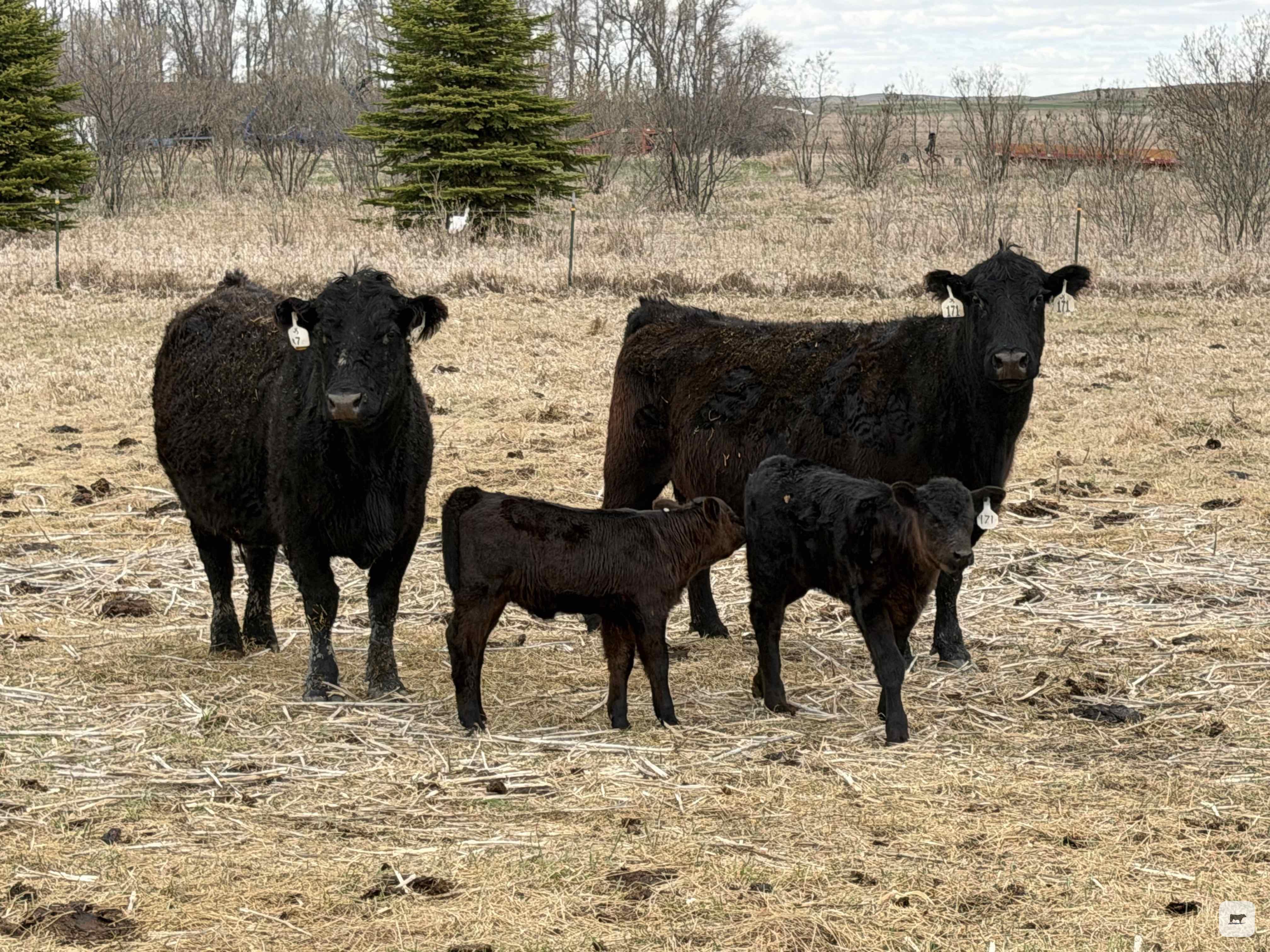 Cattle Range Listing Photo