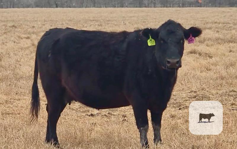 Cattle Range Listing Photo