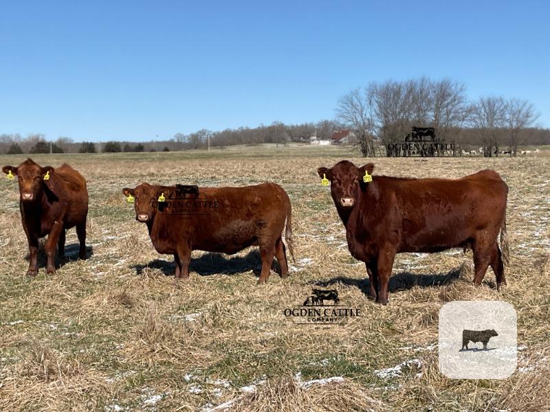 Cattle Range Listing Photo