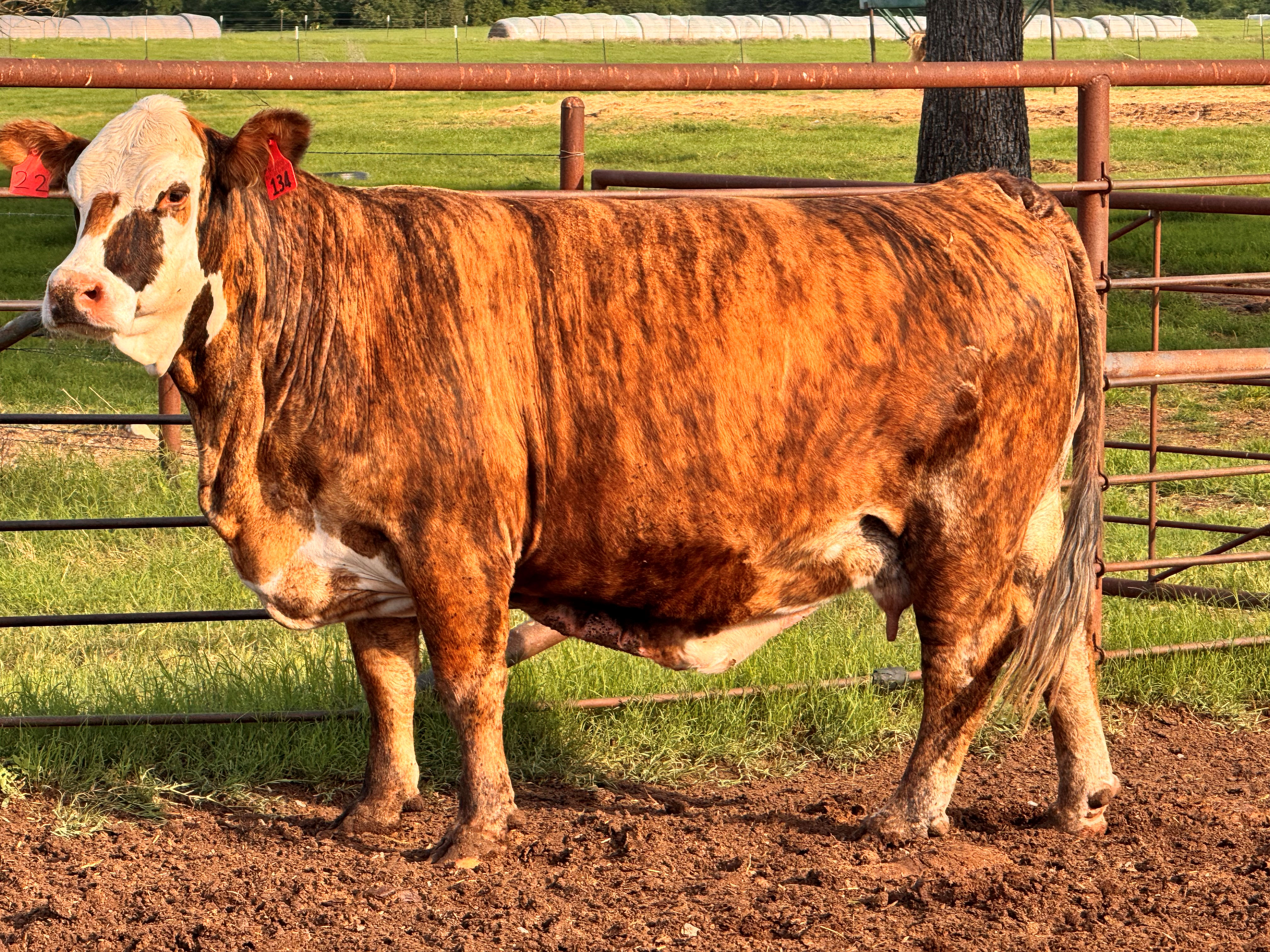 Cattle Range Listing Photo