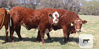 4 Red Angus & RMF Cows... Central TX