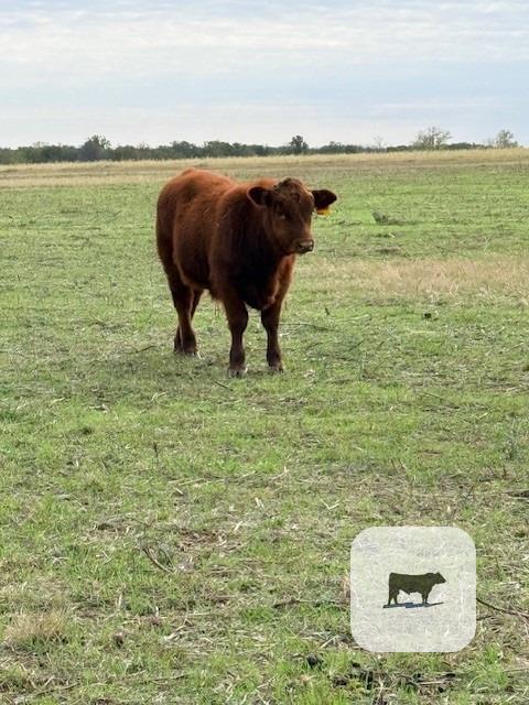 Cattle Range Listing Photo