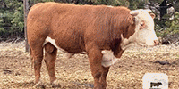 30 Reg. Line-One Hereford Bulls... Southeast NE