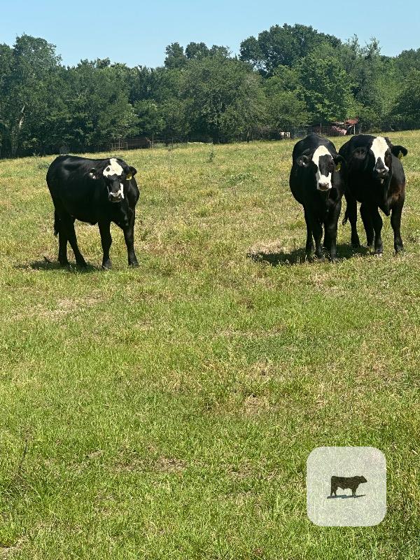 Cattle Range Listing Photo