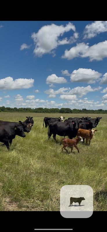 Cattle Range Listing Photo