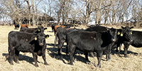 20 Angus, BWF, Red Angus & RWF Bred Heifers... Southwest MO
