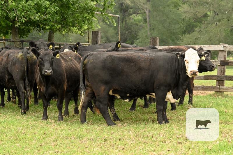 Cattle Range Listing Photo