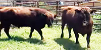 2 Red Angus Bulls... Central TX