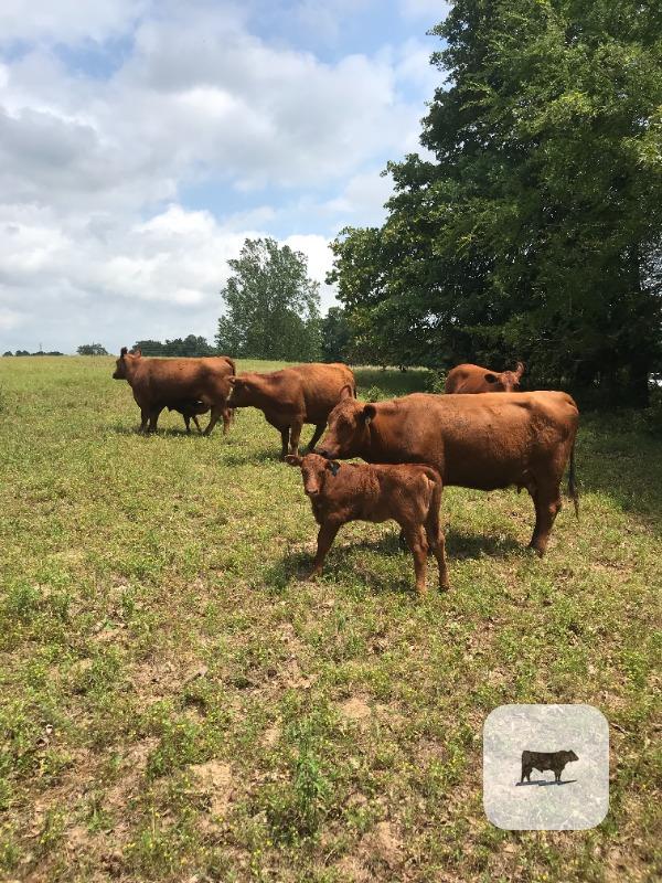 Cattle Range Listing Photo