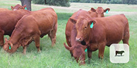 26 Red Angus Rep. Heifers... Central TX