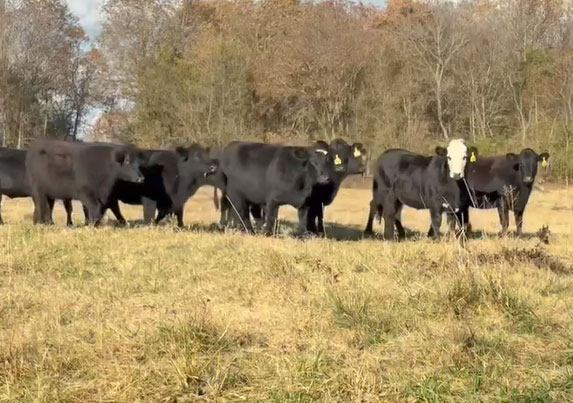 Cattle Range Listing Photo