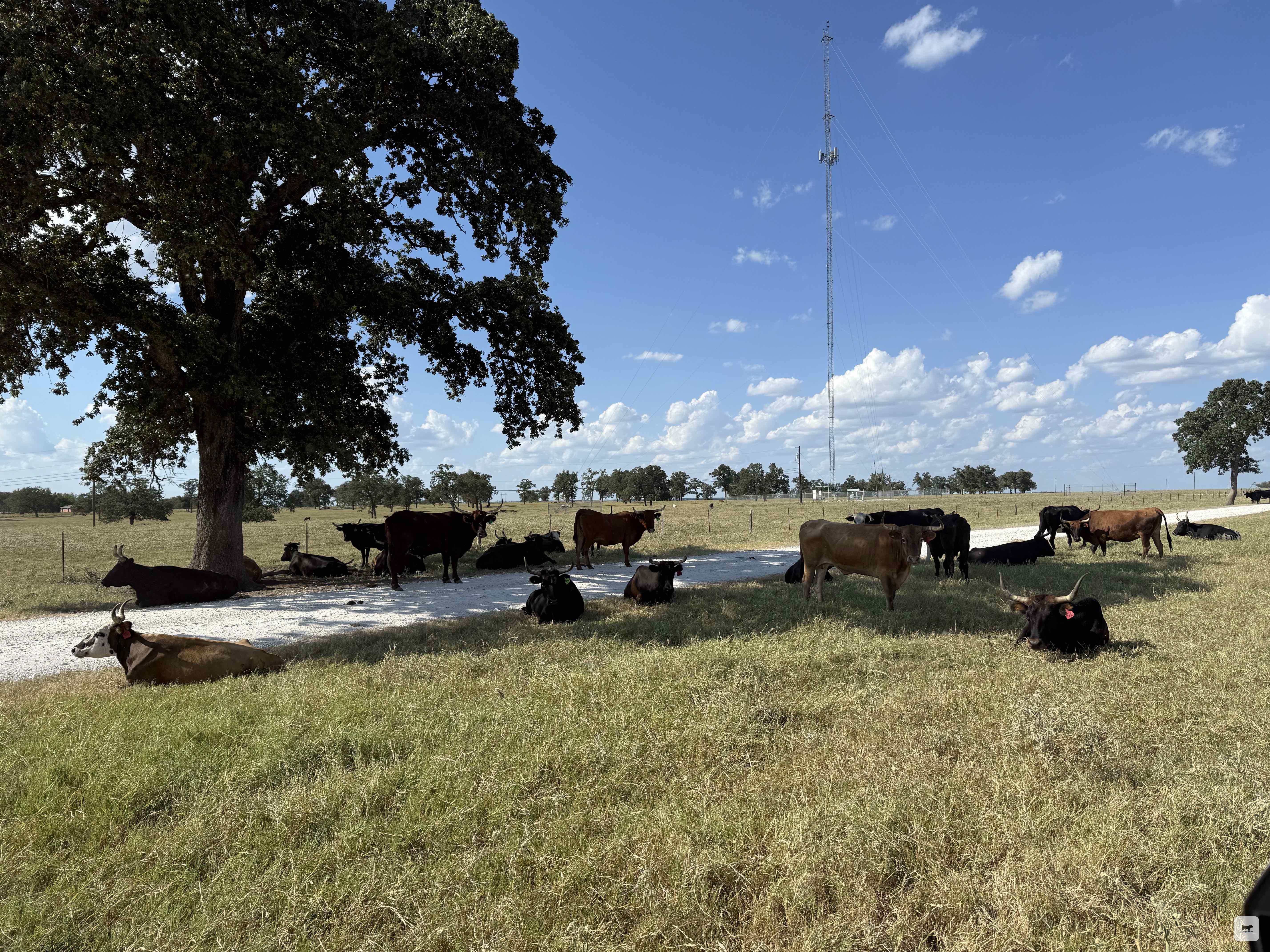 Cattle Range Listing Photo