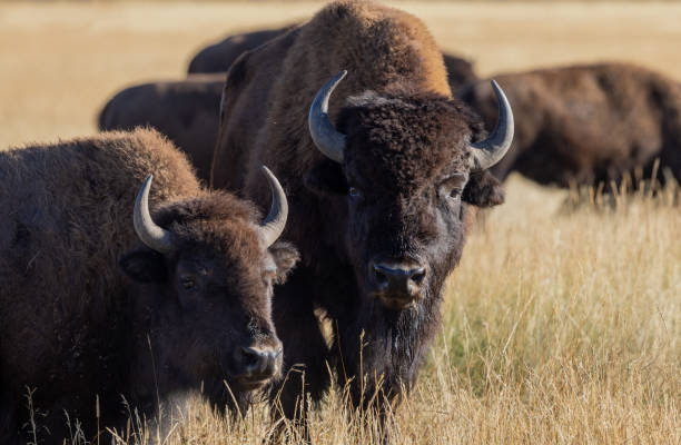 Bureau of Land Management Revokes Grazing Permits for Bison in Montana