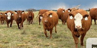 30 Red Angus & 'RWF' Bred Heifers w/ 24+ Calves... Central KS