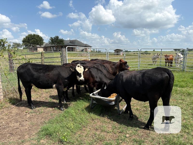 Cattle Range Listing Photo