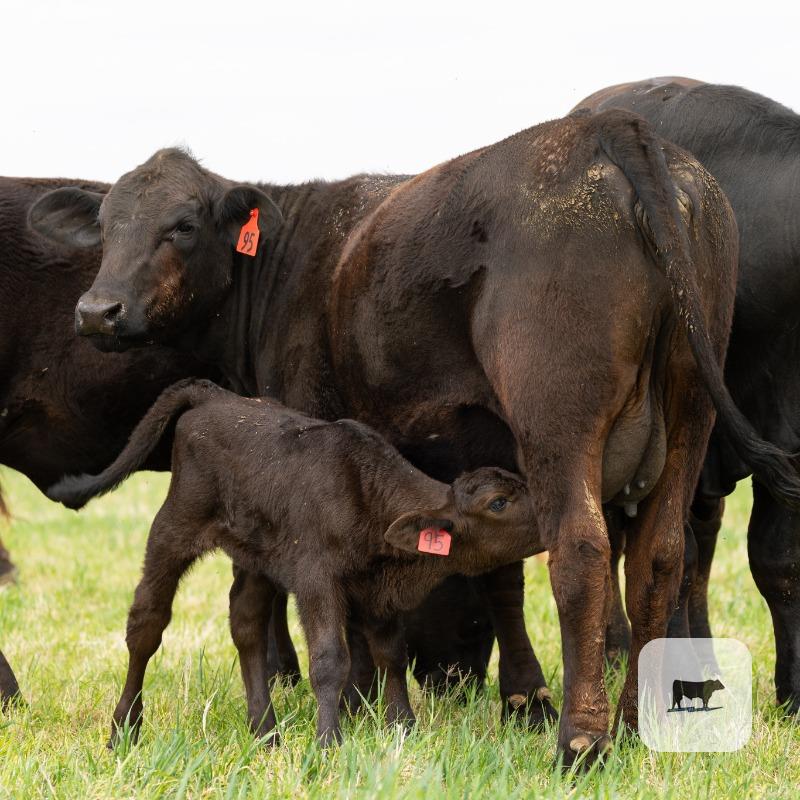 Cattle Range Listing Photo