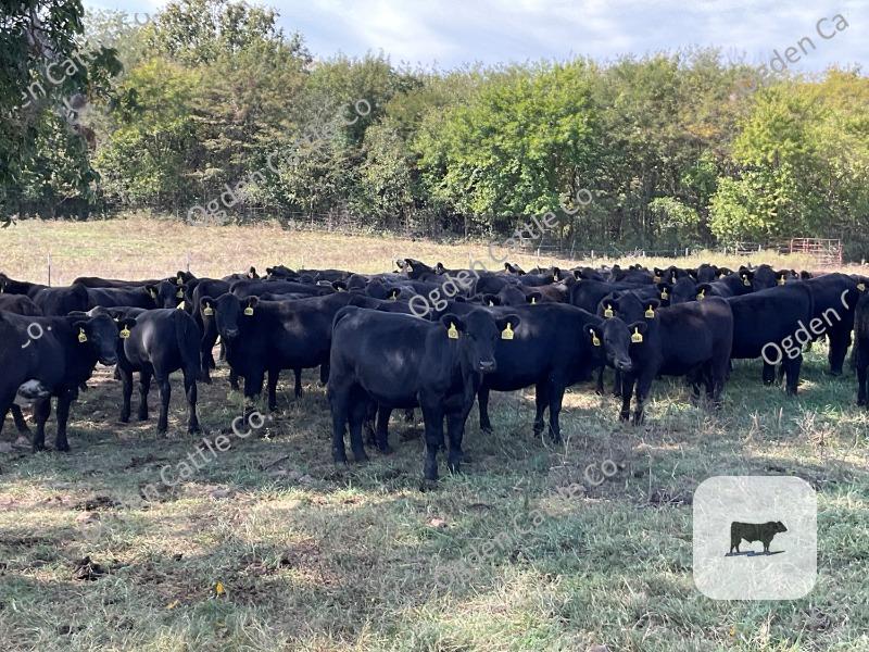 Cattle Range Listing Photo