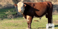 10 Polled Hereford Bulls... Central TX