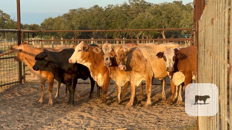 Cattle Range Listing Photo
