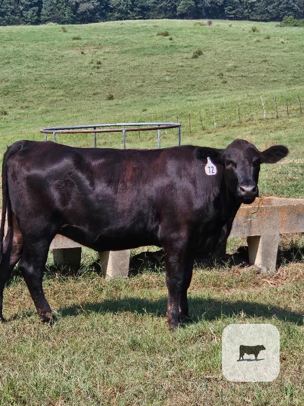 Cattle Range Listing Photo